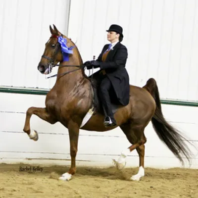 Sarah McClintock Showing