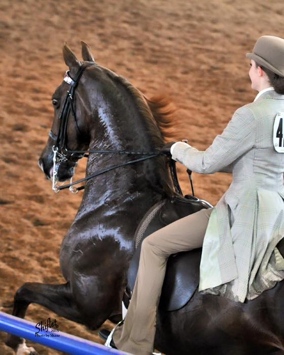 a show image from the stands